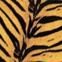 【先着特典】Tigermobile(A5サイズ・ジャケット絵柄クリアファイル)